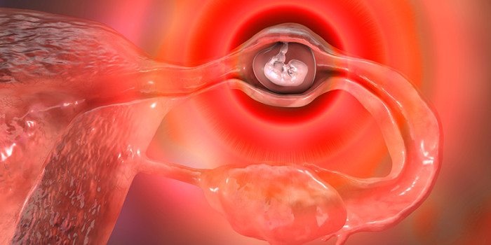 Animatie van foetus in baarmoeder